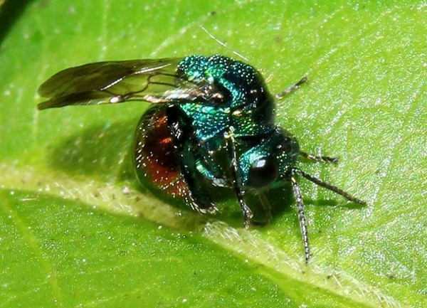 auratus koprol080613sr.jpg