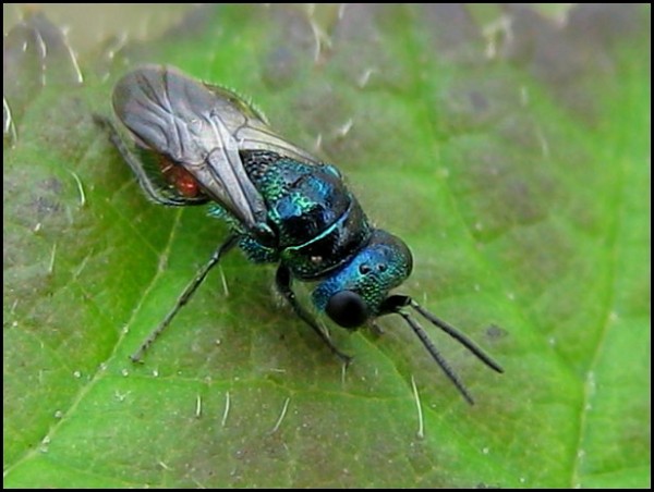 chrysid20-5-10.jpg