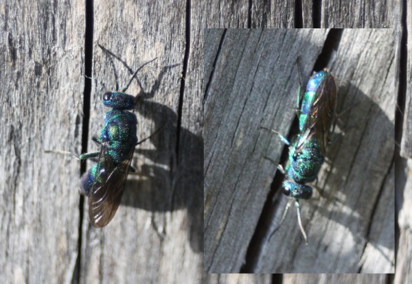 2700 Chrysis sp.jpg