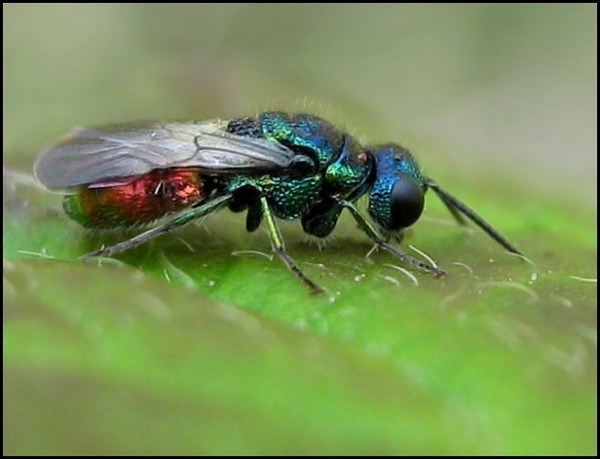 chrysid20-5-10a.jpg