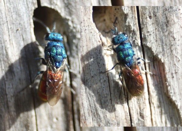 2720 Chrysis sp.jpg