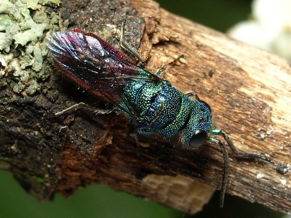 Chrysis ignita group male 1.jpg