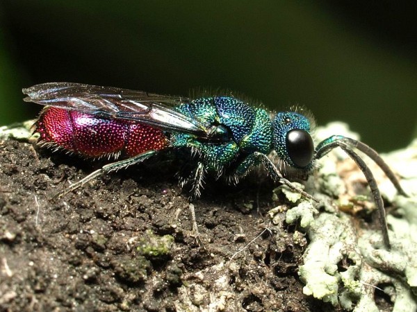 Chrysis ignita group male 2.jpg