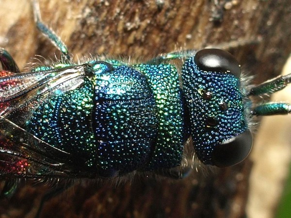 Chrysis ignita group male 3.jpg