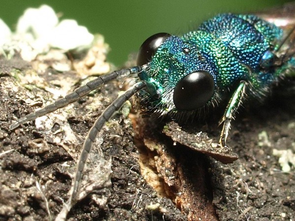 Chrysis ignita group male 4.jpg