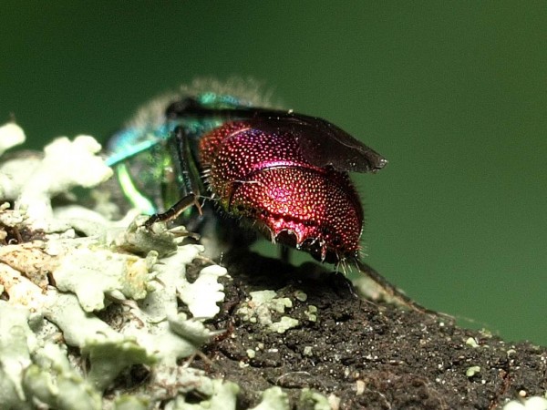 Chrysis ignita group male 5.jpg