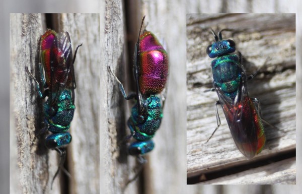 Chrysis sp stor.jpg