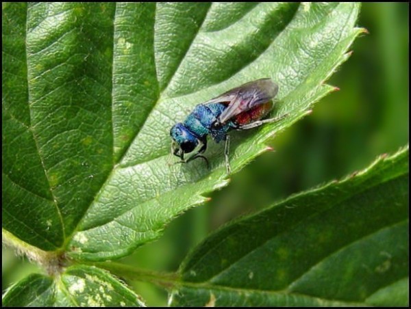 chrysid30-8-07.jpg