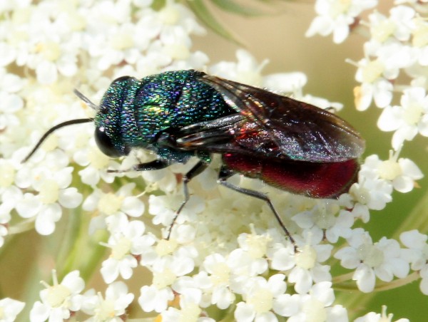 2chrysisgt.jpg