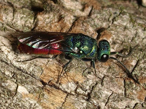 Chrysis spec 1a.jpg