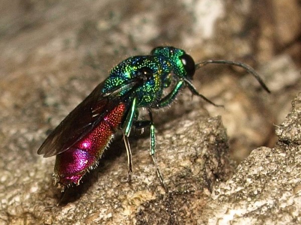 Chrysis spec 3a.jpg