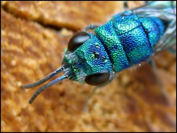 chrysid15-6-10a.jpg