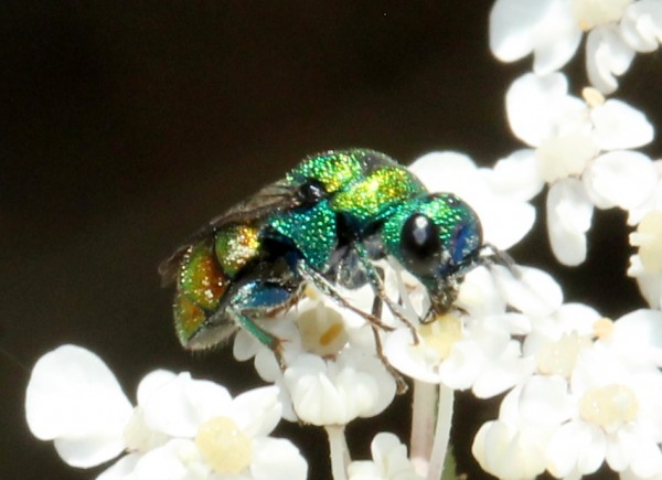 1a5chrysis2.jpg