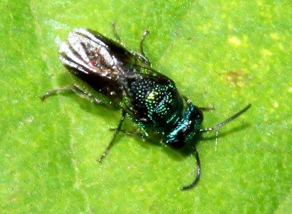 pseudomalus080813.jpg