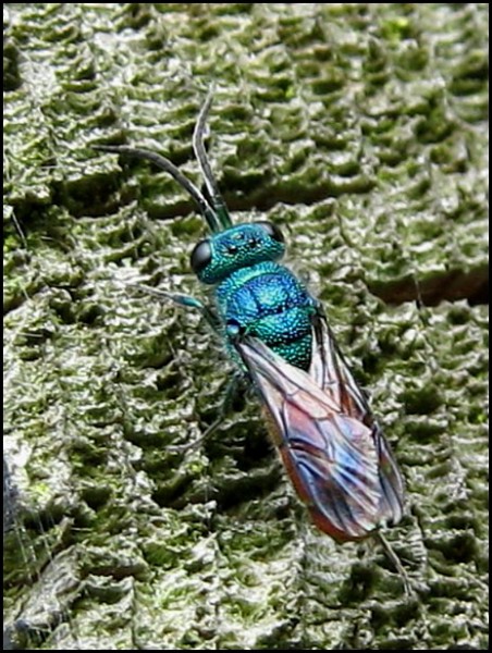 chrysid25-6-10.jpg