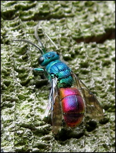 chrysid25-6-10a.jpg