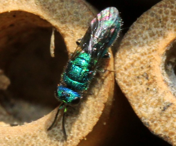 trichrysis cyanea backside 030913.jpg