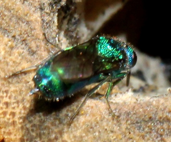 trichrysis cyanea 030913 kont.jpg