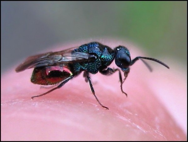 chrysid19-8-10_1.jpg