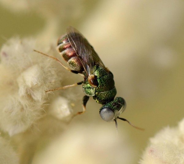 Cephaloparnops, probably denticulatus Spinola_2266_04.jpg