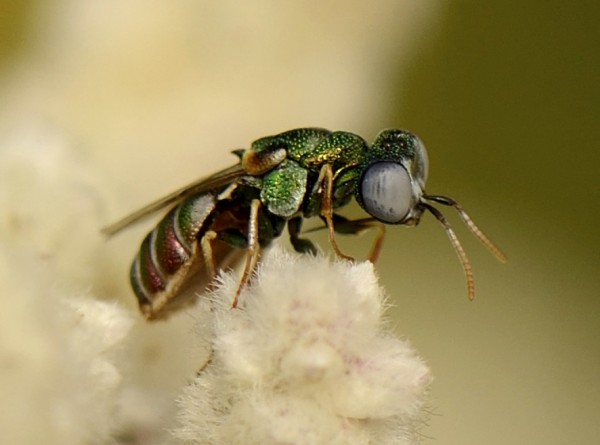 Cephaloparnops, probably denticulatus Spinola_2274_04.jpg