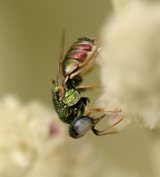 Cephaloparnops, probably denticulatus Spinola_2328_03.jpg