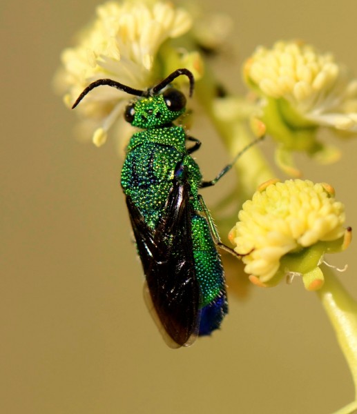 Chrysididae largeHatta_5755_04.jpg